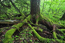 Moss covered roots of a tree, Moricsala Strict Nature Reserve, Moricsala Island, Lake Usma, Latvia, June 2009