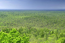 Forest, Slitere National Park, Latvia, June 2009