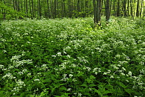 Cow parsley (Anthriscus sylvestris) growing in woodland, Slitere National Park, Latvia, June 2009