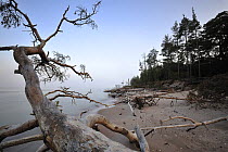 Trees washed up on sea shore, Cape Kolka, Slitere National Park, Latvia, June 2009
