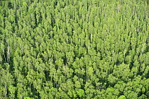 Aerial view of forest, Kemeri National Park, Latvia, June 2009