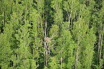 Aerial view of Golden eagle (Aquila chrysaetos) nest in tree, Kemeri National Park, Latvia, June 2009
