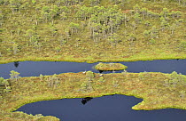 Aerial view of bog with two Common cranes (Grus grus) Kemeri National Park, Latvia, June 2009
