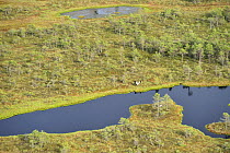 Aerial view of bog with a Common crane (Grus grus) stretching its wings, Kemeri National Park, Bog forest, Latvia, June 2009