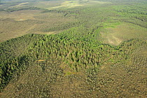 Aerial view of forest in Kemeri National Park, Latvia, June 2009