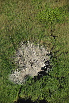 Aerial view of Great cormorant (Phalacrocorax carbo sinensis) colony in dead trees, Kemeri National Park, Latvia, June 2009