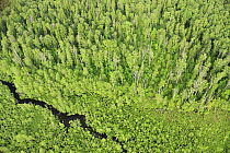 Aerial view of forest with a stream flowing through it, Kemeri National Park, Latvia, June 2009