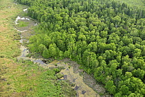 Aerial view of stream at the edge of wood, Kemeri National Park, Latvia, June 2009