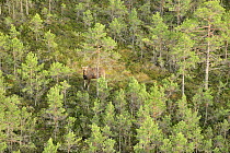 Aerial view of Moose (Alces alces) in forest, Kemeri National Park, Latvia, June 2009