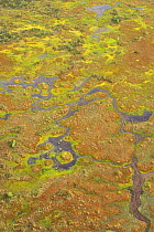 Aerial view of bog forest, Kemeri National Park, Latvia, June 2009