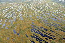 Aerial view of bog forest, Kemeri National Park, Latvia, June 2009