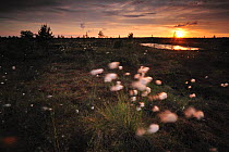 Cotton grass (Eriophorum) growing in bog at sunset, Kemeri National Park, Latvia, June 2009