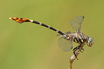 Male Five striped Leaftail (Phyllogomphoides albrighti) Near Bentsen Rio Grande Valley State Park, Mission, Texas, USA