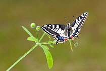 Swallowtail butterfly (Papilio machaon) on Goosegrass, Emilia Romagna Region, Italy