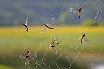 Mayflies (Ecdyonurus venosus) caught in spiders web, Cernika Lake, Slovenia