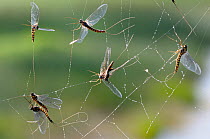 Mayflies (Ecdyonurus venosus) caught in a spiders web, Cernika Lake, Slovenia