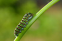 Swallowtail (Papilio machaon) caterpillar on plant stem, Emilia Romagna, Italy