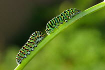 Two Swallowtail (Papilio machaon) caterpillars on plant stem, Emilia Romagna Region, Italy