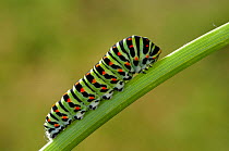 Swallowtail (Papilio machaon) caterpillar on plant stem, Emilia Romagna, Italy