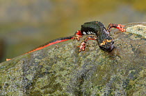 Spectacled salamader (Salamandrina terdigitata) on rock, Bidente delle Celle river, Foreste Casentinesi National Park, Italy