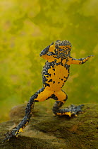 Apennine yellow-bellied toad (Bombina pachypus) showing yellow underside, Acqua Cheta River, Foreste Casentinesi National Park, Italy