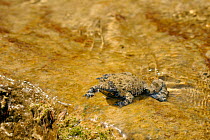 Apennine yellow-bellied toad (Bombina pachypus) in shallow water, Acqua Cheta River, Foreste Casentinesi National Park, Italy