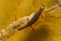 Spectacled salamander (Salamandrina terdigitata) by eggs on stick, Acqua Cheta River, Foreste Casentinesi National Park, Italy