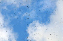 Mayflies (Ecdyonurus venosus) in flight, Cernika Lake, Slovenia