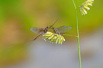 Two Mayflies (Ecdyonurus venosus) on grass seed head, Cernika Lake, Slovenia