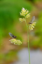 Two Mayflies (Ecdyonurus venosus) on grass seed heads, Cernika lake, Slovenia