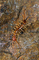 Centipede (Lithobius sp) on rock, Prawn river canyon (Rakov kocjan) near Cernika, Slovenia