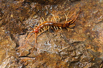 Centipede (Lithobius sp) on rock, Prawn river canyon (Rakov kocjan) near Cernika, Slovenia