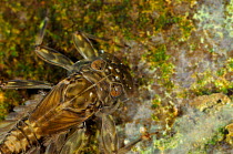 Mayfly (Ecdyonurus venosus) nymph, Cernika lake, Slovenia