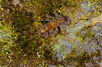 Mayfly (Ecdyonurus venosus) nymph, Cernika Lake, Slovenia