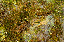 Two Mayfly (Ecdyonurus venosus) nymphs, Cernika Lake, Slovenia