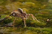 Wolf spider (Pardosa wagleri) carrying egg sac through shallow water, Lake Cernika, Slovenia