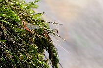 Mayfly (Ecdyonurus venosus) on plants, Cernika Lake, Slovenia