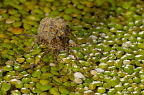 Wolf spider (Pardosa wagleri) carrying young on its back over water on duck weed, Lake Cernika, Slovenia