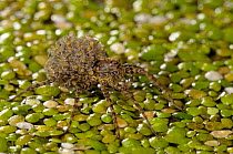 Wolf spider (Pardosa wagleri) carrying young on its back over water on duck weed, Lake Cernika, Slovenia