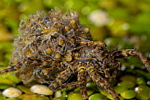 Wolf spider (Pardosa wagleri) carrying young on its back, Lake Cernika, Slovenia