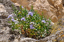 Campanula (Campanula versicolor) in flower, endemic to Puglia and Basilicata regions, Matera, Basilicata, Southern Italy