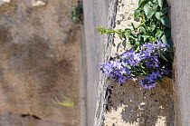 Campanula (Campanula versicolor) in flower, endemic to Puglia and Basilicata regions, Matera, Basilicata, Southern Italy