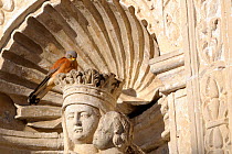 Lesser kestrel (Falco naumanni) perched on a statue of Madonna, Santa Chiara church, Matera, Basilicata, Southern Italy, June 2009