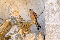 Lesser kestrel (Falco naumanni) perched on statue of San Eustacchio, patron saint of Matera, Lanfranchi Palace, Matera, Basilicata, Southern Italy