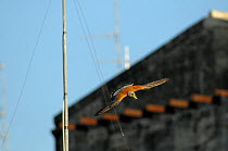 Lesser kestrel (Falco naumanni) in flight carrying orthopteran prey, Matera, Basilicata, Southern Italy