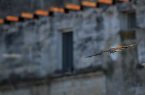 Lesser kestrel (Falco naumanni) in flight carrying orthopteran prey, Matera, Basilicata, Southern Italy