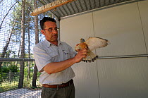 Lesser kestrel (Falco naumanni) being held by Matteo Visceglia from the center for the care of raptors, Matera, Basilicata, Southern Italy, June 2009