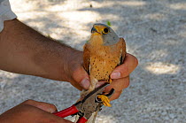 Lesser kestrel (Falco naumanni) being ringed, Matera, Basilicata, Southern Italy
