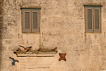 Lesser kestrels (Falco naumanni) on building ledge, one landing, Matera, Basilicata, Southern Italy