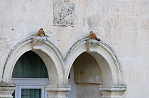Two Lesser kestrels (Falco naumanni) perched on arches on building, Matera, Basilicata, Southern Italy